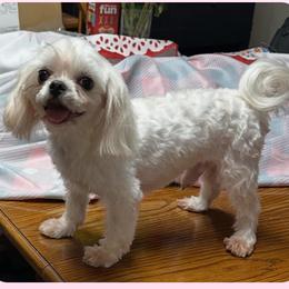 Fancy - Cavapoo