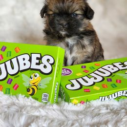 Tibetan Spaniel Puppies from Trillium Tibetan Spaniels