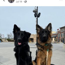 Wendy - Black female German Shepherd puppy in Elkton, Maryland from ShadyOak Long Coat German Shepherds