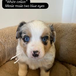 White collar - Blue male Companion Cross puppy in Norco, California from JOY Farms