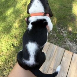 Basset Hound Puppies from Carrier Bassets