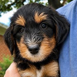 Radiohead - Tri-color male Bernedoodle puppy in Little Rock, Arkansas from Darlin’s Doodles