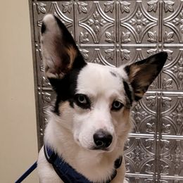 American Corgis and Pembroke Welsh Corgis from Cole's Corgi Compound