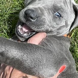 "Rufus " Great Dane Puppies from Merle and Blue Great Danes