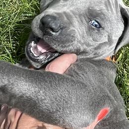 "Rufus " Great Dane Puppies from Merle and Blue Great Danes