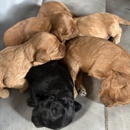 Cavapoo Puppies from Christina Kolovos