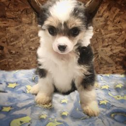 Chihuahua and Chinese Crested Puppies from Western Kentucky Chihuhua and Chinese Crested
