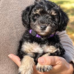 AUTUMN - purple collar - RESERVED - Black and tan female Schnoodle puppy in Spotsylvania, Virginia from Sweet Honey Poodles of Virginia