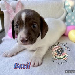 Basil - Piebald male Dachshund puppy in Hockley, Texas from Shans Down Home Doxies