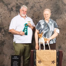 Yuma - Teddy Roosevelt Terrier