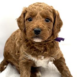 Stormy (F) - Red  female Goldendoodle puppy in Lewisville, Texas from Zink Doodles