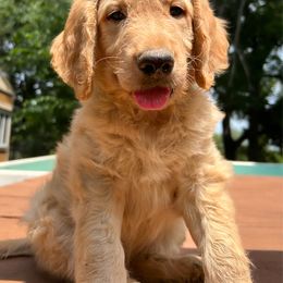 Frank - Cream male Goldendoodle puppy in Osage City, Kansas from Golden Ridge Goldens