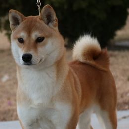 Marie - Shiba Inu
