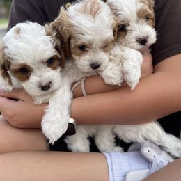 Cavapoo Puppies from Ellas.Pups