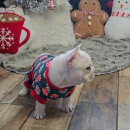 Big boy aka Yettie - Cream male French Bulldog puppy in North Branch, Minnesota from Halverson Bulldogges