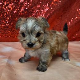 Honey - Gold male Morkie puppy in Monticello, Iowa from Ashley’s Puppies