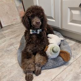 George - Phantom male Poodle puppy in Milford, Michigan from Cuddley-Poods Moyen poodles