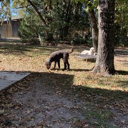 Goldendoodle Puppies from Crystal Coast Cuddles