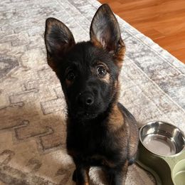German Shepherd puppies from Von Der Havier German Shepherds