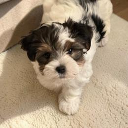 Toby - Parti male Yorkshire Terrier puppy in Laconia, New Hampshire from Bryan & Karen' Yorkshire Terriers