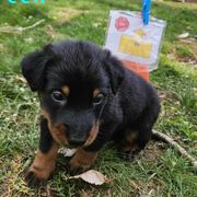 Lime green - Black and tan male Beauceron puppy in Strafford, New Hampshire from WildGoose Beaucerons
