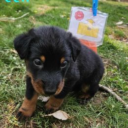 Lime green - Black and tan male Beauceron puppy in Strafford, New Hampshire from WildGoose Beaucerons