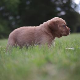 Jack Russell Terrier and Labrador Retriever Puppies from Canine Assist