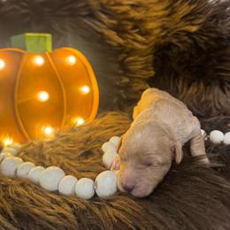 Cider - Apricot male Goldendoodle puppy in Etna, California from SRS Goldendoodles