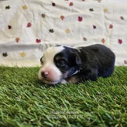 Frost - Black tri male Toy Australian Shepherd puppy in Snowflake, Arizona from Halfpint Aussies