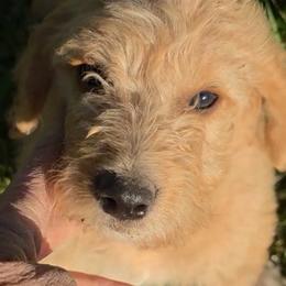 Journey Apricot gold - Apricot male Labradoodle puppy in Churchill County Fallon, Nevada from Card Family Ranch