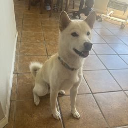 Yuki - Shiba Inu