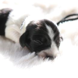 Black - Piebald male Dachshund puppy in Peebles, Ohio from Cave Valley Hounds