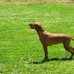 Lil - Vizsla
