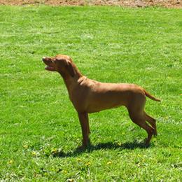 Lil - Vizsla
