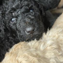 Purple girl - Black female Poodle puppy in Sedro Woolley, Washington from Best Friend Poodles