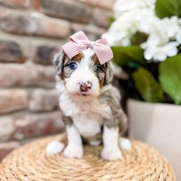 TEACUP Sparkles (purple collar) - Blue merle female Aussiedoodle puppy in Sharpsburg, Georgia from Steindoodles