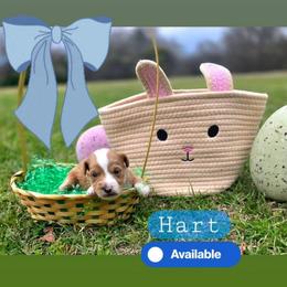 Hart - male Cavapoochon puppy in Bullard, Texas from Cavapoochon Central LLC