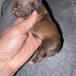 Blue - Gold male Shih Tzu puppy in Eunice, Louisiana from 4J's Cajun Kennels