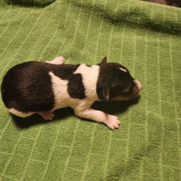 Luka - White black and tan male Wire Fox Terrier puppy in Melbourne, Arkansas from Ivy Hollow Wire Fox Terriers