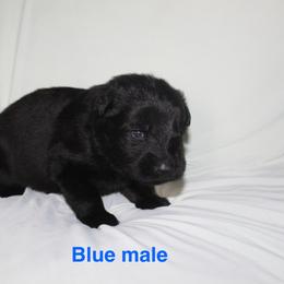 Light blue - Black male German Shepherd puppy in Ann Arbor, Michigan from Von Der Havier German Shepherds