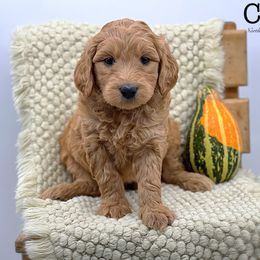 Corn - Red  Goldendoodle puppy in Lancaster, Minnesota from North Star Dog Training