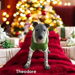 Theodore - White and black male American Hairless Terrier puppy in Buckingham, Illinois from Gaus Hof