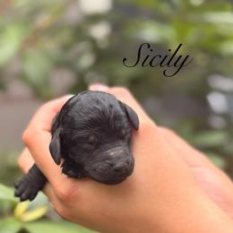 Sicily - Black female Poodle puppy in Eugene, Oregon from Mount Zion Kennels