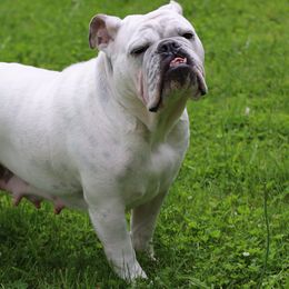 Luna - Bulldog