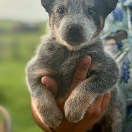 Taz - Blue speckled male Australian Cattle Dog puppy in Rosharon, Texas from 4Surge Cattle Dogs
