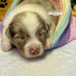 Auggie - Red merle male Australian Shepherd puppy in Magee, Mississippi from Paint ByNumbers Ranch