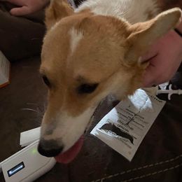 Hazel - Pembroke Welsh Corgi