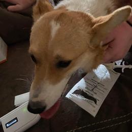 Hazel - Pembroke Welsh Corgi