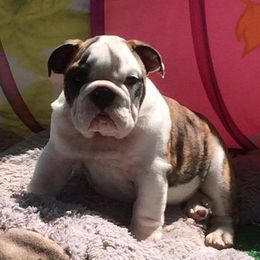 Bulldogs from Loretta's Bulldogs