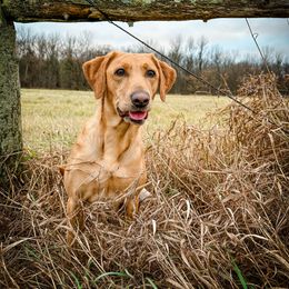 Liberty - Labrador Retriever